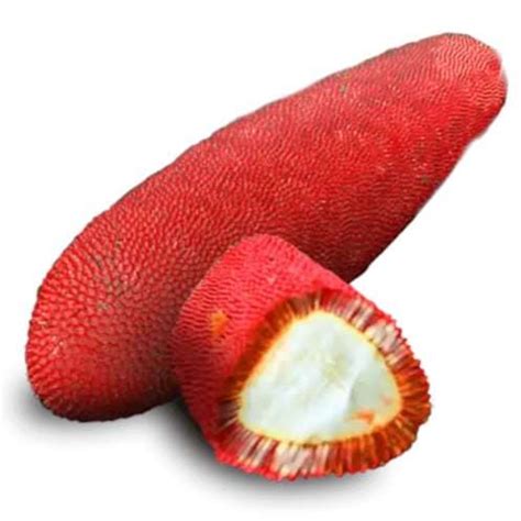 buah merah oil