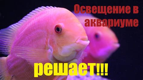 Визит к подписчику для монтажа САМПа и обалденная рыба в аквариуме ...
