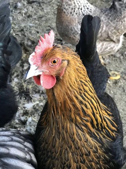 9 Interesting Reasons Why Chickens Peck And Scratch The Ground