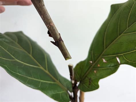 Ficus Lyrata Os Segredos Para Cultivar Sucesso