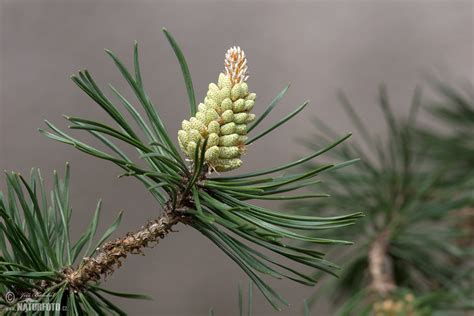 Borovice Blatka Naturfoto Cz