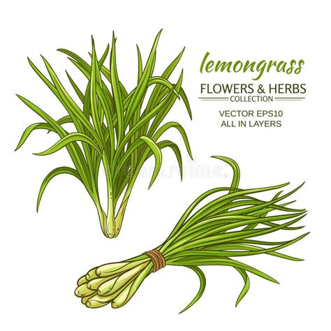 Lemongrass Vector Set Stock Vector Illustration Of Background 105221962