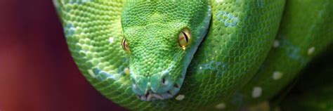 Green Tree Python: Stunning Arboreal Snakes of the Rainforests - Find Your Reptile