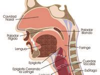 Anatomia De La Garganta