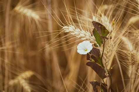 Agriculture Background Bread - Free photo on Pixabay - Pixabay