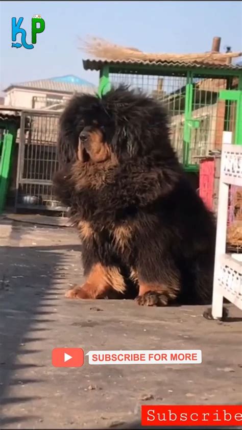 Have you ever seen such a giant Tibetan mastiff dog | Tibetan mastiff ...