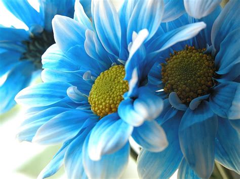 Blue Daisies Free Photo Download | FreeImages