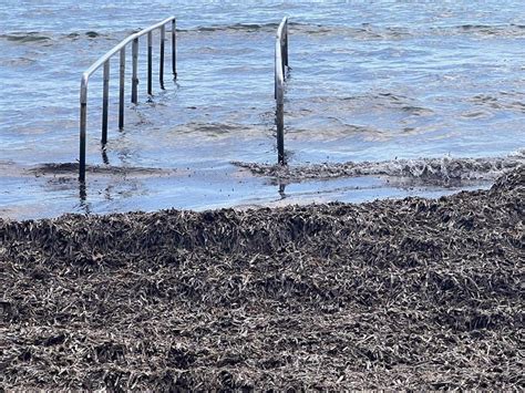 Castell N El Pspv Denuncia La Dejadez De Bego A Carrasco Ante La