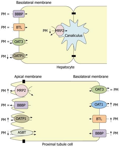 Expression And Function Of Renal And Hepatic Organic Anion Transporters