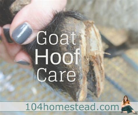 Goat hoof care how to trim goat hooves correctly goat hoof health – Artofit