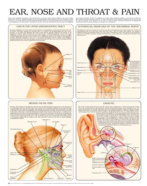 Ear Nose And Throat And Pain Anejo