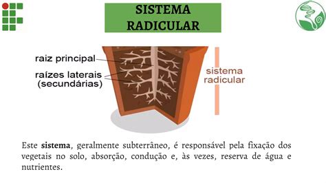 Anatomia E Morfologia Vegetal Ensino M Dio Ppt