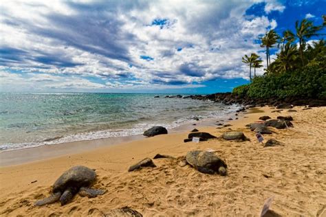 Turtle Beach | Turtle beach, Hawaii beaches, Ocean life