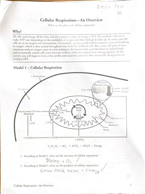 Cellular Respiration An Overview Pogil Pdf