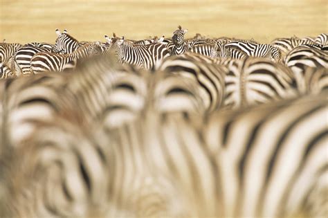 Common Zebra Herd During Migration by James Warwick