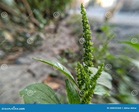 Very Fresh Spinach Shoots In The Morning Stock Photo Image Of