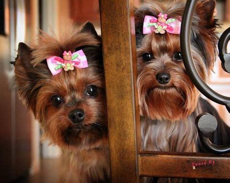 8 Blue and gold yorkie puppies ideas | yorkie, yorkie puppy, puppies