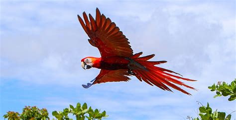 El Valle Sagrado De La Guacamaya Roja Será Sobrevolada Por 10 Nuevas Aves Diario La Tribuna