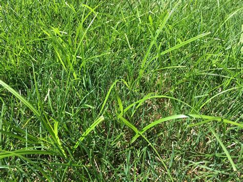 9 Reasons You Cant Kill Lawn Weeds Pro Lawn Care Tips For Eau Claire Wi And The Twin Cities Mn