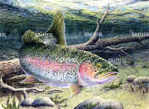 Rainbow Trout - Grateful Art Licensing