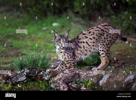 Spanish lynx (Lynx pardinus), Cordoba, Spain Stock Photo - Alamy