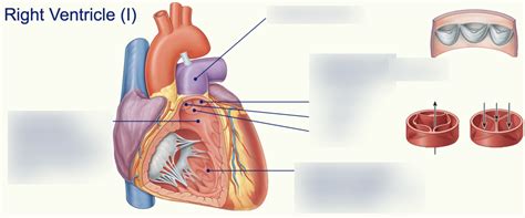 right ventricle Diagram | Quizlet