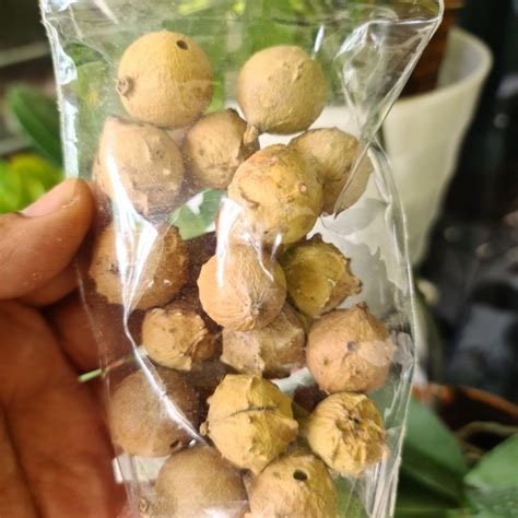 Jual Biji Manjakani 100 Gr Buah Manjakani Oak Galls 100 Gram