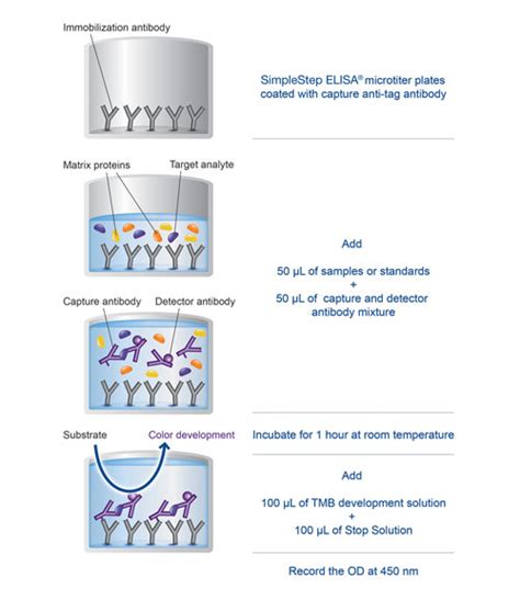 Faster ELISA with Better Results