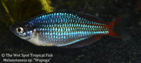 Melanotaenia Rubrivittata Tropical Freshwater Fish For Sale Online