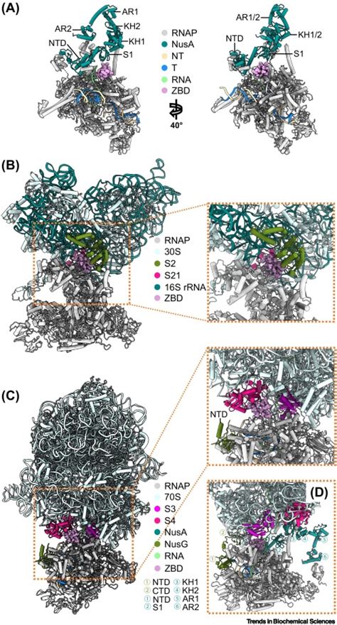 Roles Of Zinc Binding Domain Of Bacterial Rna Polymerase In Transcription Trends In Biochemical