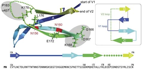 A Diagram Of The V1 V2 Domains Of Gp120 Taken From The 3u4e Structure