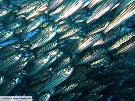 Pourquoi N Y A T Il Pas De Poissons Dans La Mer Morte