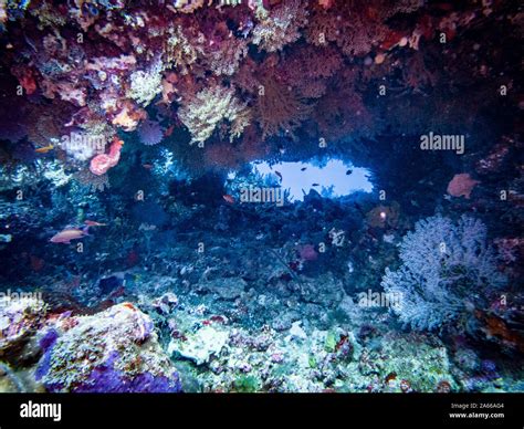 Underwater diving Gili Islands, Indonesia Stock Photo - Alamy