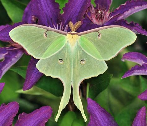 Luna Moth Actias Luna A Beautiful Luna Moth On Purple Clematis