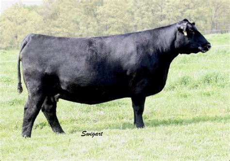 Angus Embryos For Sale Sb10 1311 Sire Buyer