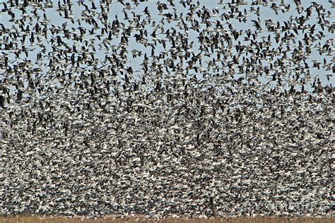 Snow Goose Migration Photograph By Michael Card Fine Art America