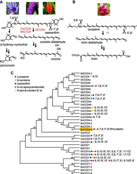 Apocarotenoid Biosynthesis Pathways In Different Plant Species A