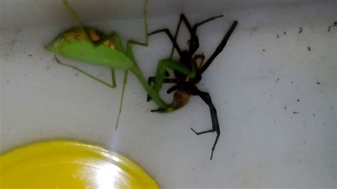 Pray Mantis Vs Large Spider 2 Hd Youtube