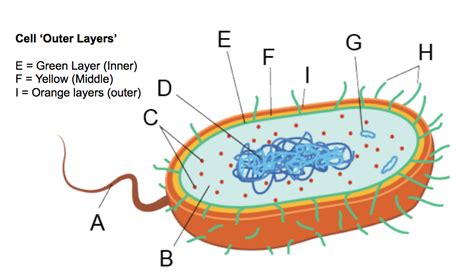 Bacteria Cell Diagram | Quizlet