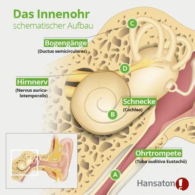 Das Menschliche Ohr Aufbau Und Funktion Hansaton