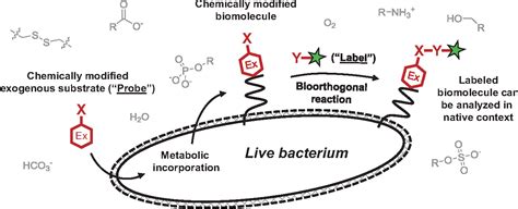 bacteria cell labeled ks3
