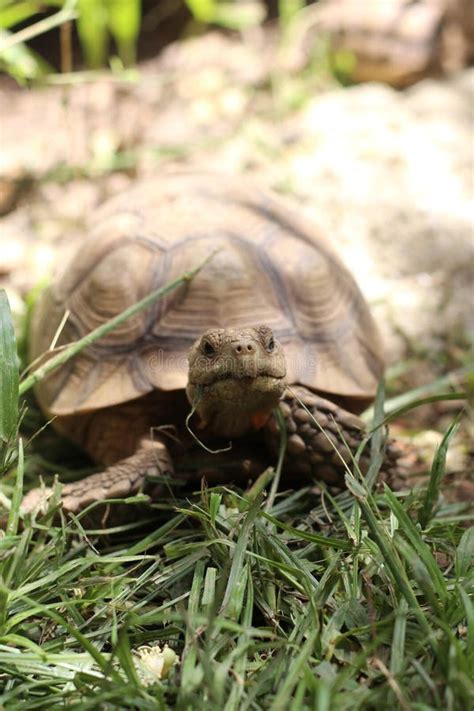 African Sulcata Tortoise Natural Habitat, Africa Spurred Tortoise Stock ...