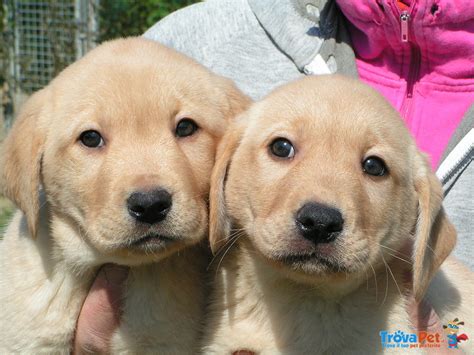 Labrador Cuccioli Disponibili In Vendita A Coriano RN