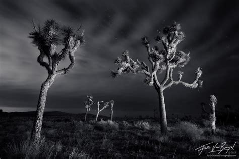 Lost Spirits : Joshua Tree NP, CA : Art in Nature Photography