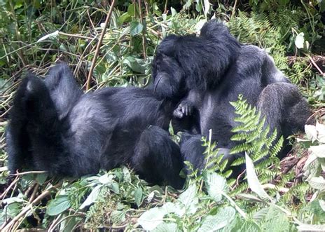 Gorilla Trek Uganda - Luxury Uganda Safaris