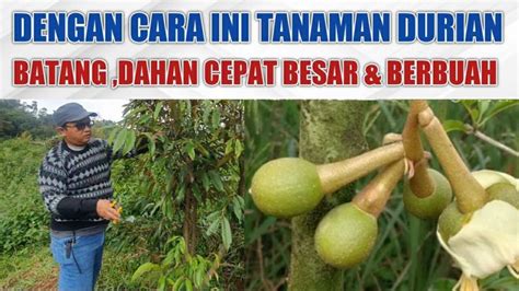 Pemangkasan Pohon Durian Usia Dini Agar Batang Dan Cabang Cepat Besar