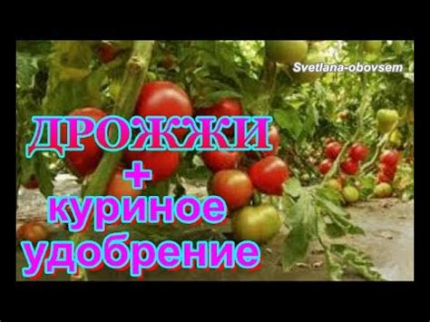 ДРОЖЖИ + КУРИНОЕ УДОБРЕНИЕ =СУПЕР ПОДКОРМКА ДЛЯ УРОЖАЙНОСТИ ТОМАТОВ ...