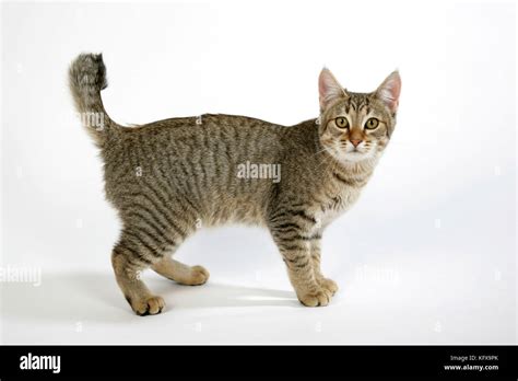 Cat - Pixie-Bob standing Stock Photo - Alamy