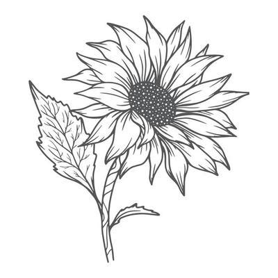 Sunflower Outline Vector Art, Icons, and Graphics for Free Download