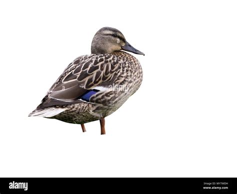 Mallard duck cutout hi-res stock photography and images - Alamy